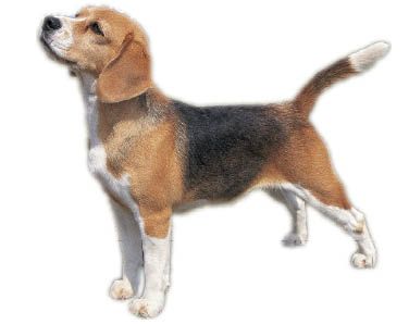 01_beagle_profile.jpg