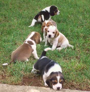 beagle-0017.jpg