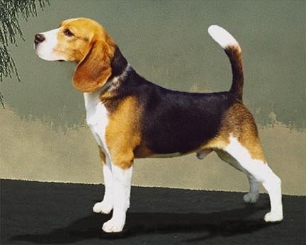 beagle.jpg