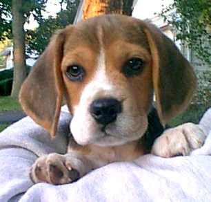 beagle1.jpg
