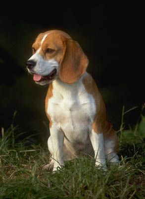 beagle37.jpg