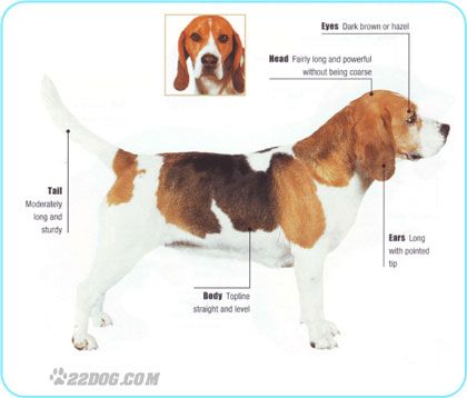 beagle_1.jpg